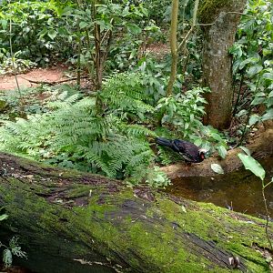 Cecropia aviaries - Parque das Aves