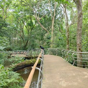 Cecropia aviaries - Parque das Aves