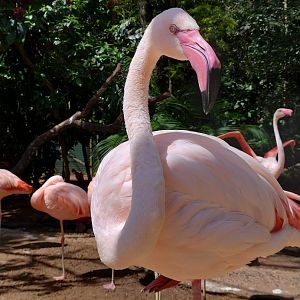Greater flamingo - Parque das Aves