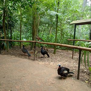 The little brown ones - Parque das Aves