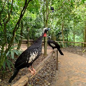 The little brown ones, black-fronted piping guan - Parque das Aves