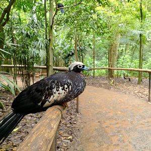 The little brown ones, black-fronted piping guan - Parque das Aves