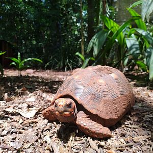 The little brown ones - Parque das Aves