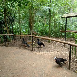 The little brown ones - Parque das Aves