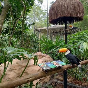 Toucan aviary - Parque das Aves