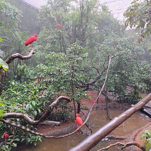 Birds of rivers and mangroves aviary - Parque das Aves