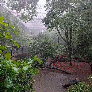 Birds of rivers and mangroves aviary - Parque das Aves