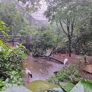 Birds of rivers and mangroves aviary - Parque das Aves