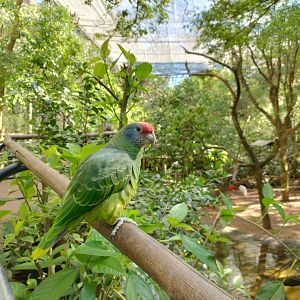 Birds of rivers and mangroves aviary - Parque das Aves