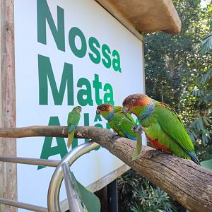 Cecropia aviaries - Parque das Aves