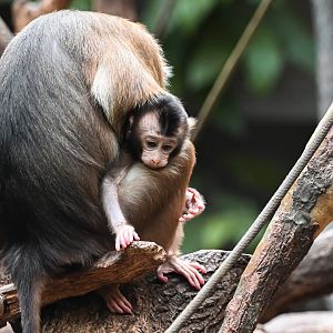 Southern pig-tailed macaques
