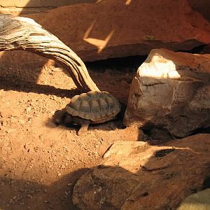 07/27/2014 - Sulcata tortoise (?)