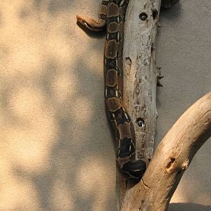 07/27/2014 - Boa Constrictor (?)