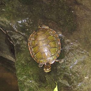 07/27/2014 - Painted turtle (?)