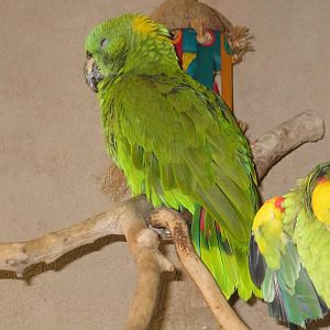 07/27/2014 - Amazona sp.