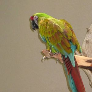 07/27/2014 - Ara sp.