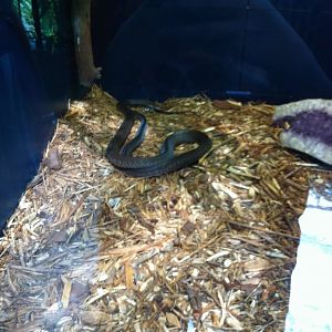 07/27/2014 - Unknown snake