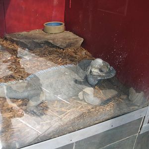 07/27/2014 - Rhinoceros iguana (?)