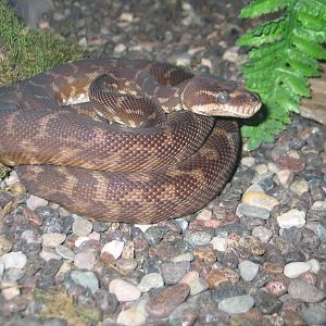 07/27/2014 - Rough-scaled python