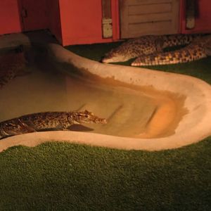07/27/2014 - Cuban crocodiles