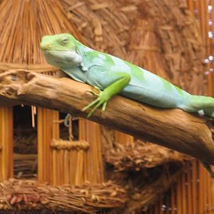 07/27/2014 - Brachylophus sp.