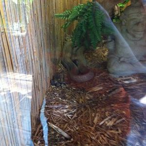 07/27/2014 - King Cobra (?)