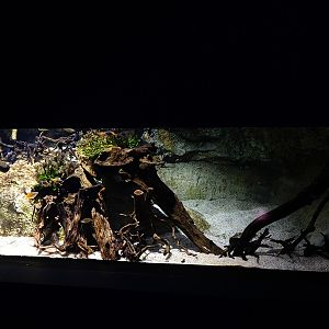 Ancient Waters: Lungfish and rainbowfish tank
