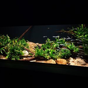 Ancient Waters: ghost catfish and snake-headed fish tank