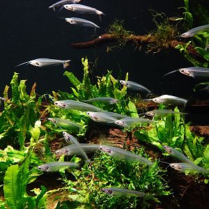 Ghost catfish (Kryptopterus vitreolus)