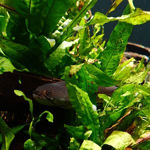 Dwarf snakehead (Channa limbata)