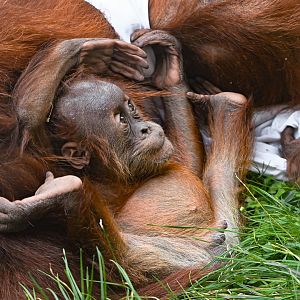 Sumatran orangutan