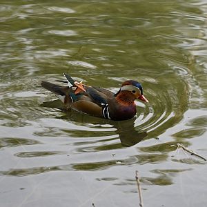 Mandarin Duck
