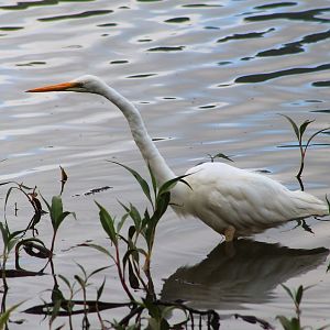 Great Egret