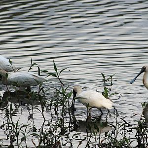 Great Egret and Royal Spoonbills