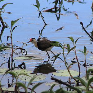 Comb-crested Jacana (Irediparra gallinacea)