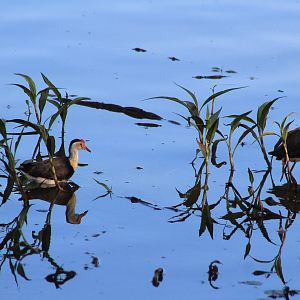 Comb-crested Jacanas (Irediparra gallinacea)