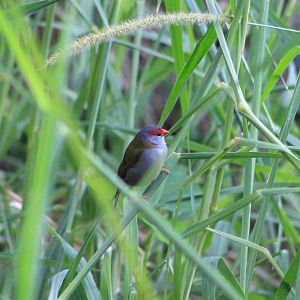 Red-browed Finch (Neochmia temporalis)