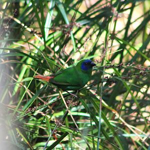 Blue-faced Parrotfinch (Erythrura trichroa)
