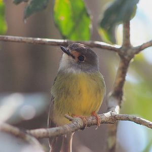 Pale-Yellow Robin (Eopsaltria capito)