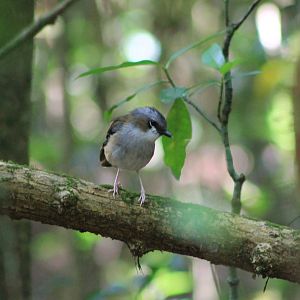 Grey-headed Robin (Heteromyias cinereifrons)