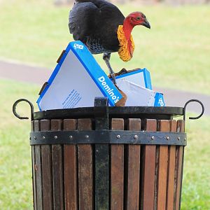 Australian Brush Turkey (Alectura lathami)