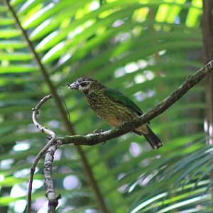 Spotted Catbird (Ailuroedus maculosus)