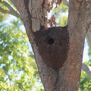 Common Kookaburra nest-hole in termite mound