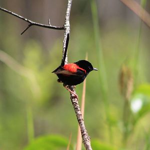 male Red-backed Fairy-Wren (Malurus melanocephalus)