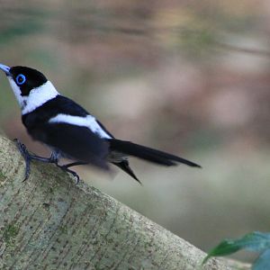 Pied Monarch (Arses kaupi)
