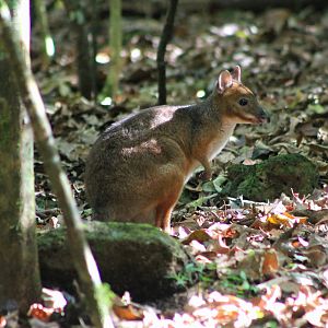 Red-legged Pademelon (Thylogale stigmatica)