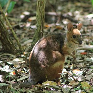 Red-legged Pademelon (Thylogale stigmatica)