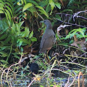 Pale-vented Bush-Hen (Amaurornis moluccana) and chick