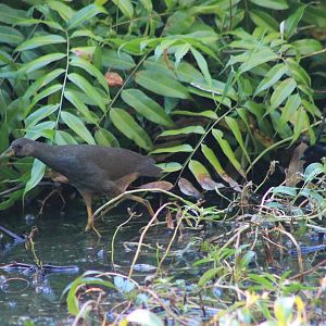 Pale-vented Bush-Hen (Amaurornis moluccana) and chick