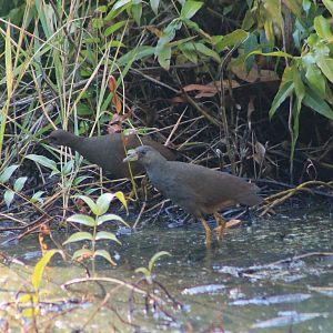 Pale-vented Bush-Hens (Amaurornis moluccana)